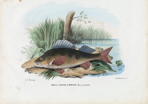 Persico europeo, 1863-79 da Raimundo Petraroja